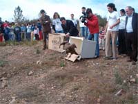 Grifos devolvidos à liberdade