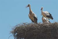 Cegonhas identificadas no Nordeste Transmontano