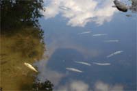 Peixes mortos no Sabor