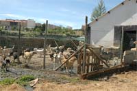 Bragança à espera do canil