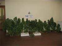Plantas de cannabis apreendidas