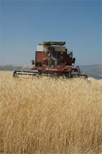 Máquinas revolucionam segada