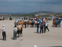 Carne mirandesa em risco