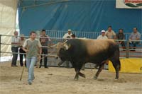 Bragança distingue raça mirandesa