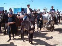 PLANALTO enaltece raça asinina