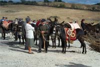 Preservar os burros das Terras de Miranda