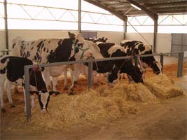 PLANALTO quer reforçar produção leiteira