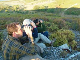 VEADOS disputam fêmeas