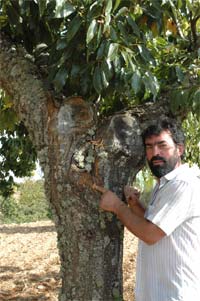Castanheiros resistem ao cancro