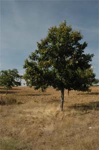 VINHAIS investe na madeira