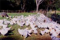 Hospitais sem medicamentos para combater Gripe das Aves