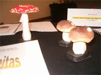 Cogumelos explicados às crianças