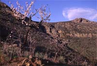 Câmara dedica-se ao amendoal