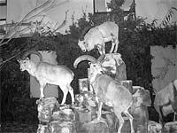 MACEDO promove caça