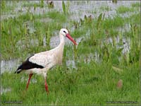 L nial de la ciguonha