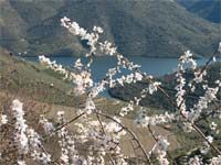 Amendoal desperdiça ajudas