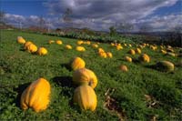 Agricultores na ordem do dia