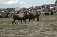 MOIMENTA acolhe Feira Franca