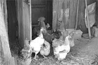 Capoeiras fechadas e tapadas