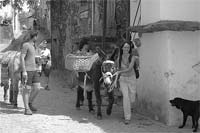 CEREJA em cima do…burro