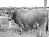 O peso da agricultura transmontana