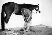 Hai cousas que nunca demúdan