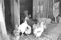 Bragança em alerta pandémico