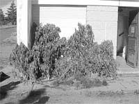 Apreensão de cannabis