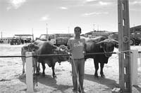 Contabilista cria gado nas horas vagas