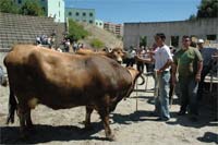 Raça Mirandesa em risco