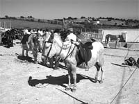 Burros no Naso e Azinhoso