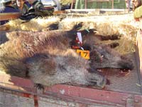 Alijó abre época venatória