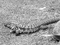 L lheiron i l lhagarto