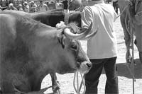 Autarquia quer comprar matadouro