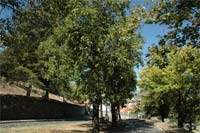 Junta de Santa Maria colhe nozes e azeitona