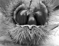 Vinhais aposta na castanha