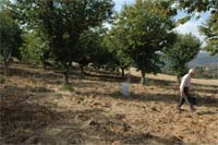 MIRANDELA lidera a agricultura do Norte