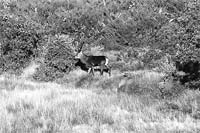 Gestão adequada na Lombada