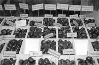 Arbórea expõe variedades de castanha