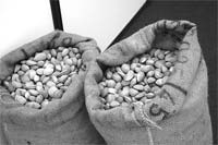 Amêndoas entregues nas cooperativas