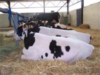 Agros estuda leite biológico no Planalto