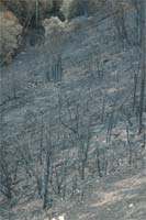 Área ardida diminui 80 %