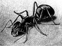 Nuoba fábula de la checharra i de la formiga