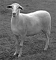 La canhona muorta