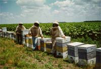 Vilarelhos acolhe Dia do Apicultor