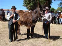 Burros invadem Naso e Azinhoso