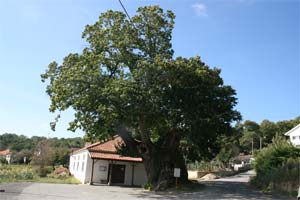 Vilar de Ossos é terra de castanheiros