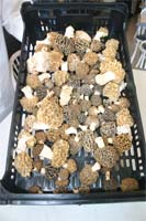 Chegaram os cogumelos de Primavera
