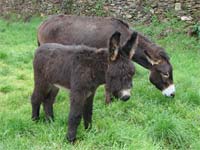 Burros mirandeses recebem apoios