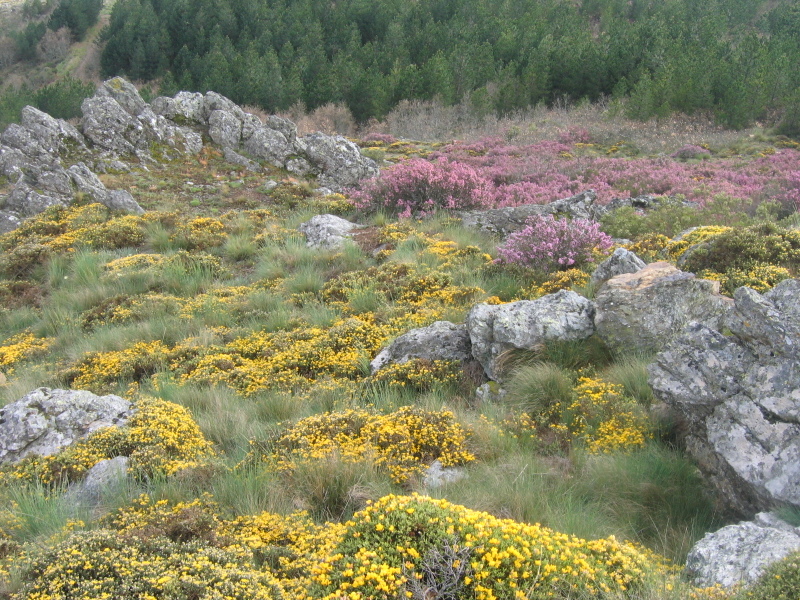 Reclusos limpam florestas e jardins de Bragança